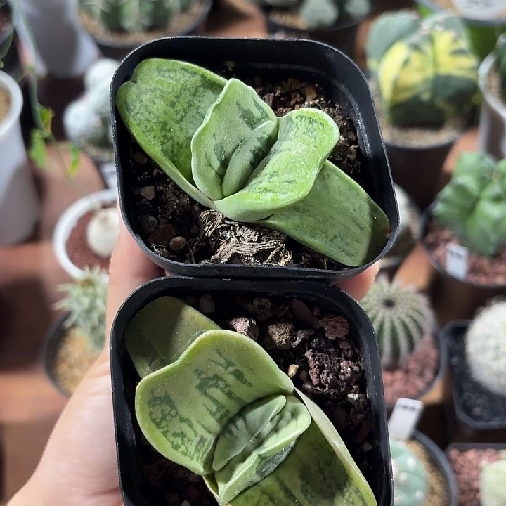 卧牛两颗仙人球123