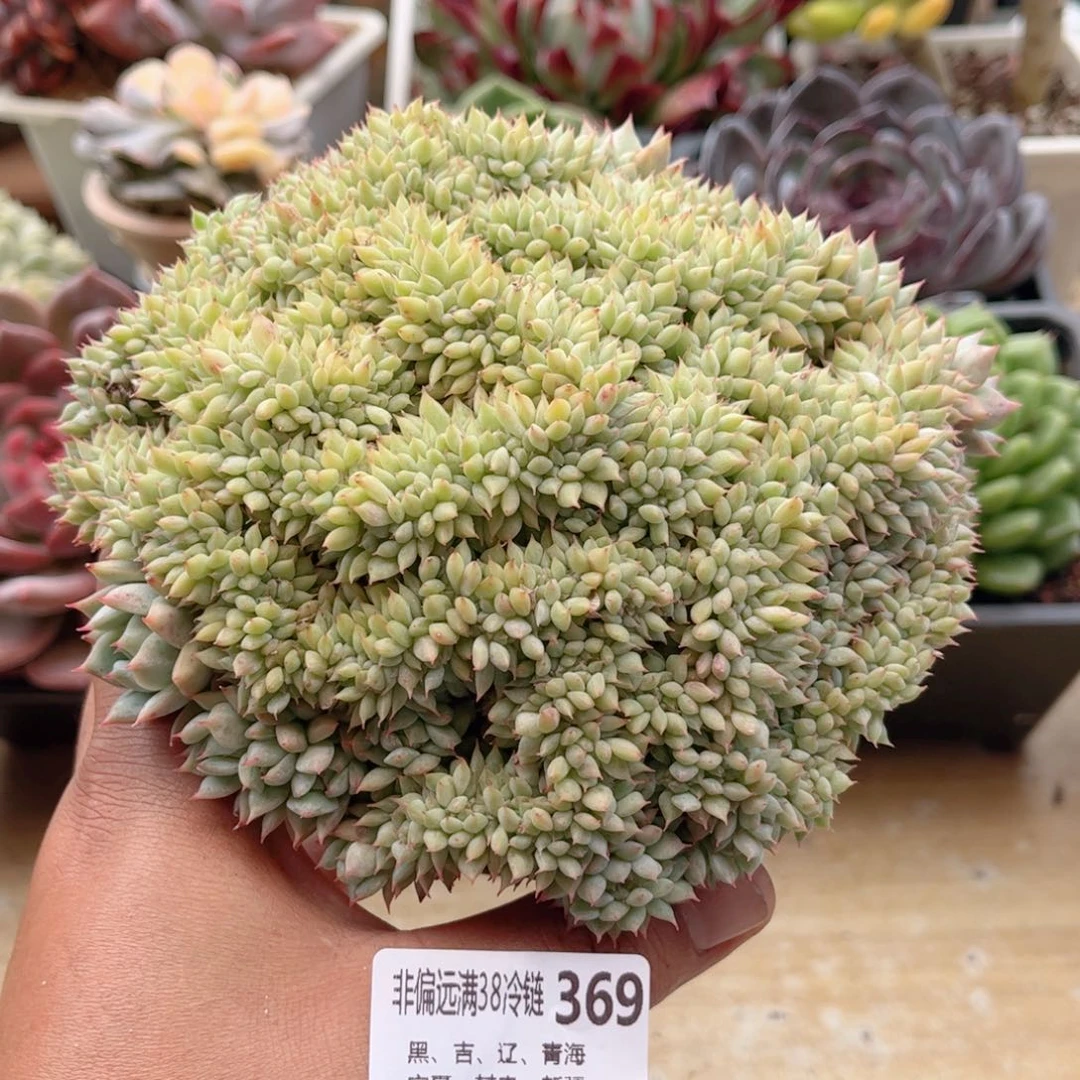 369TP缀德华多肉