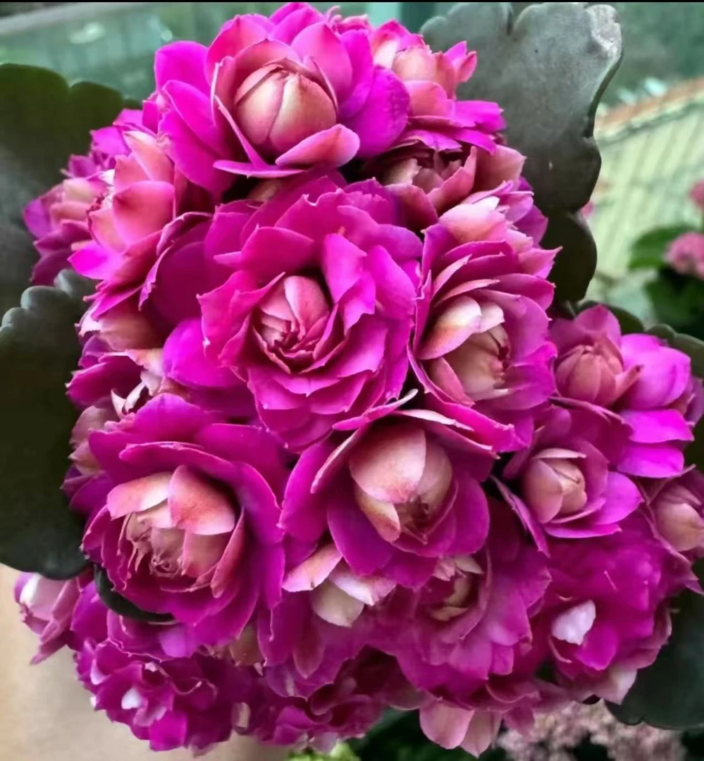 《紫鸢》130盆长寿花