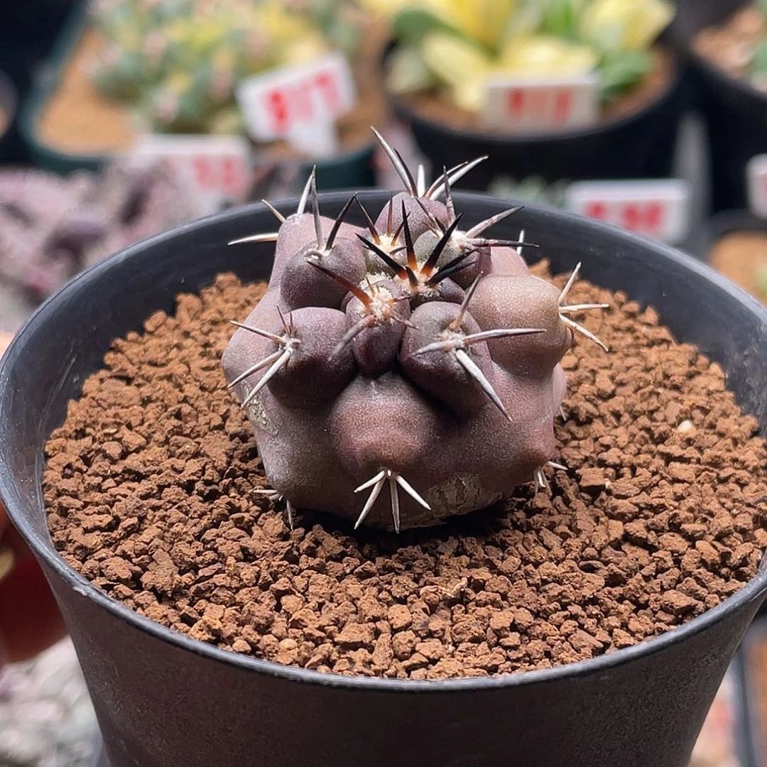 实生紫皮大尤龙爪杜拉丸