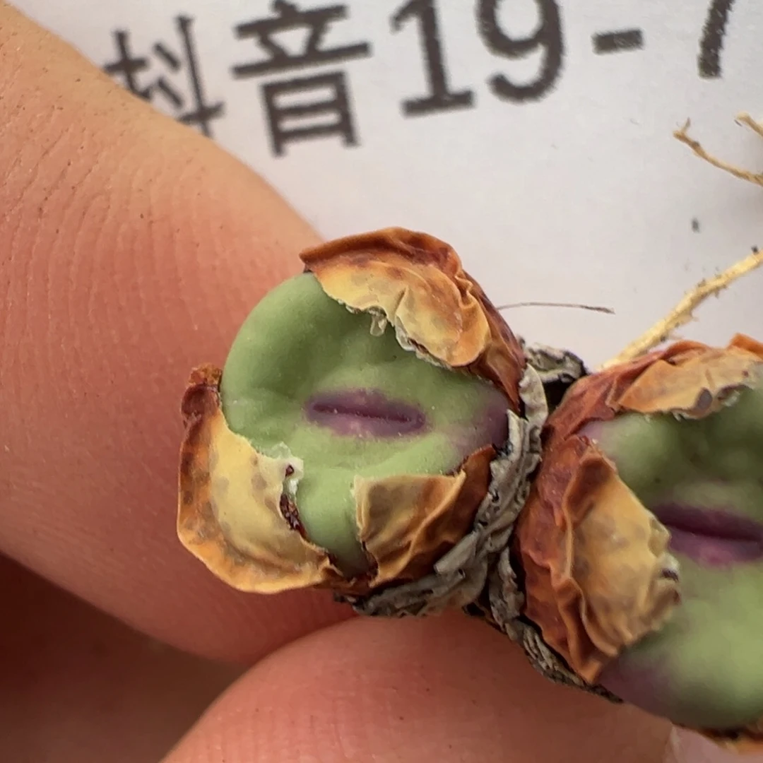 佛***怀19-78肉锥多肉植物