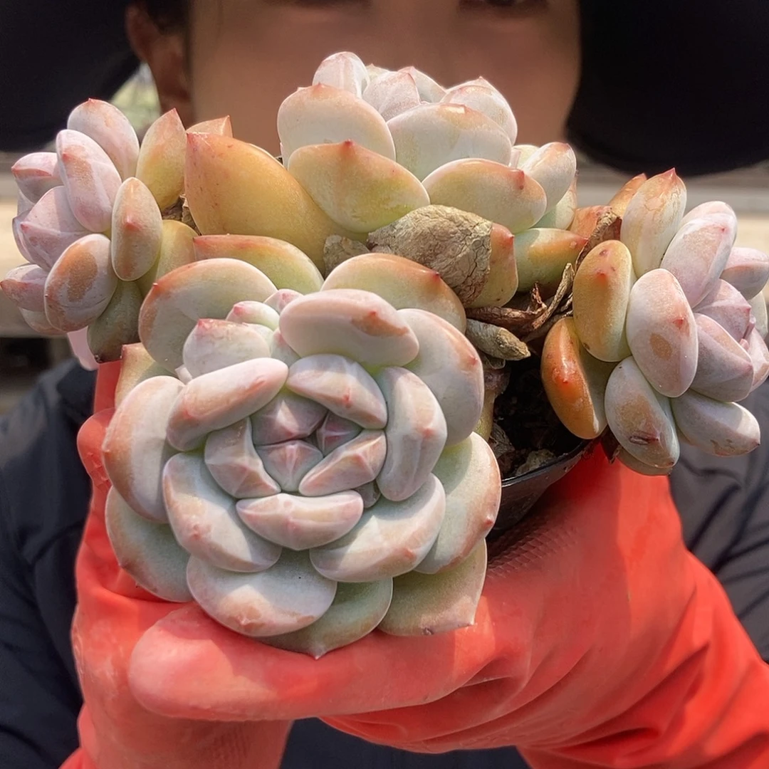 6-5星影随机一颗带盆