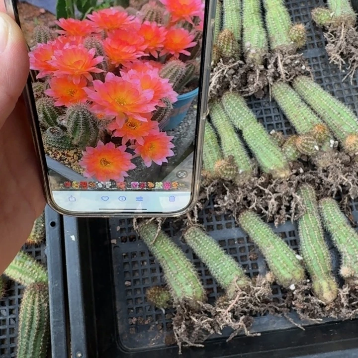 222白檀维罗娜根脱土发货