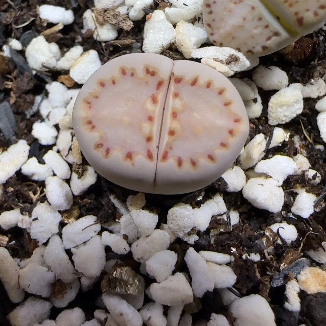11.30.1621.015饼干.9081尺寸1.5cm