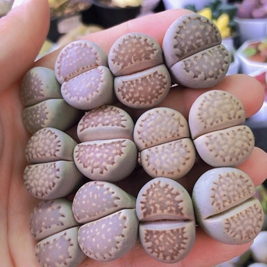 无花朵1235，2厘米以上如图