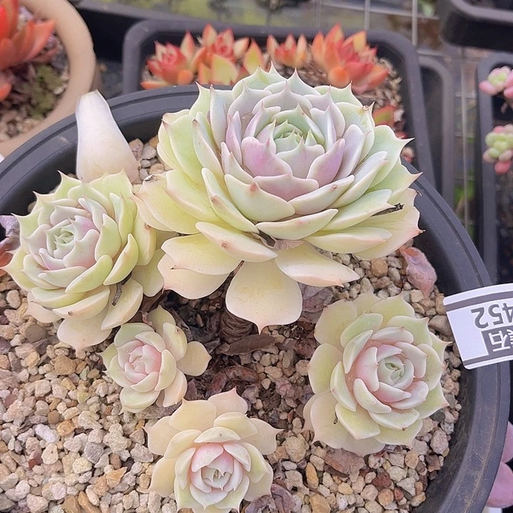 露娜莲2452多肉植物