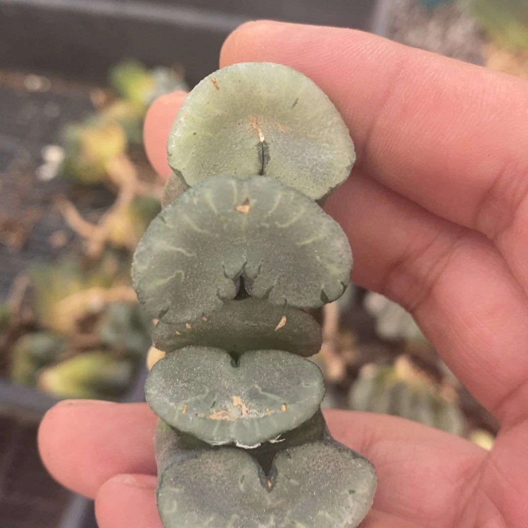 1702 一颗变异玉扇