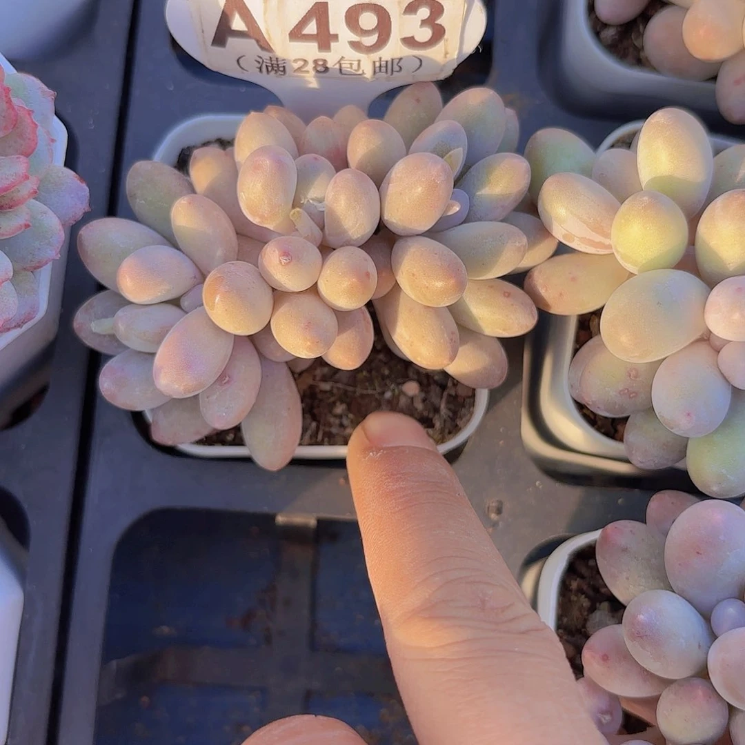 A493汤圆一物一拍