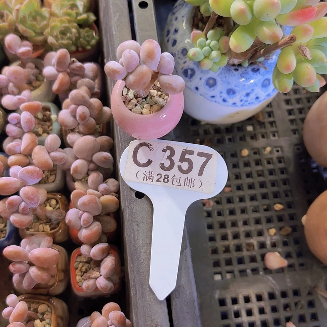 C357粉红女郎一物一拍