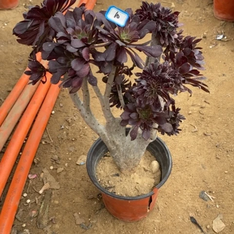 黑法师缀有断一物一拍