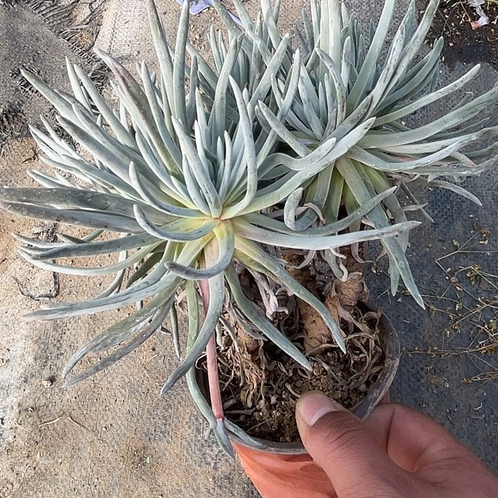 老桩群大艾杜丽丝满25包邮