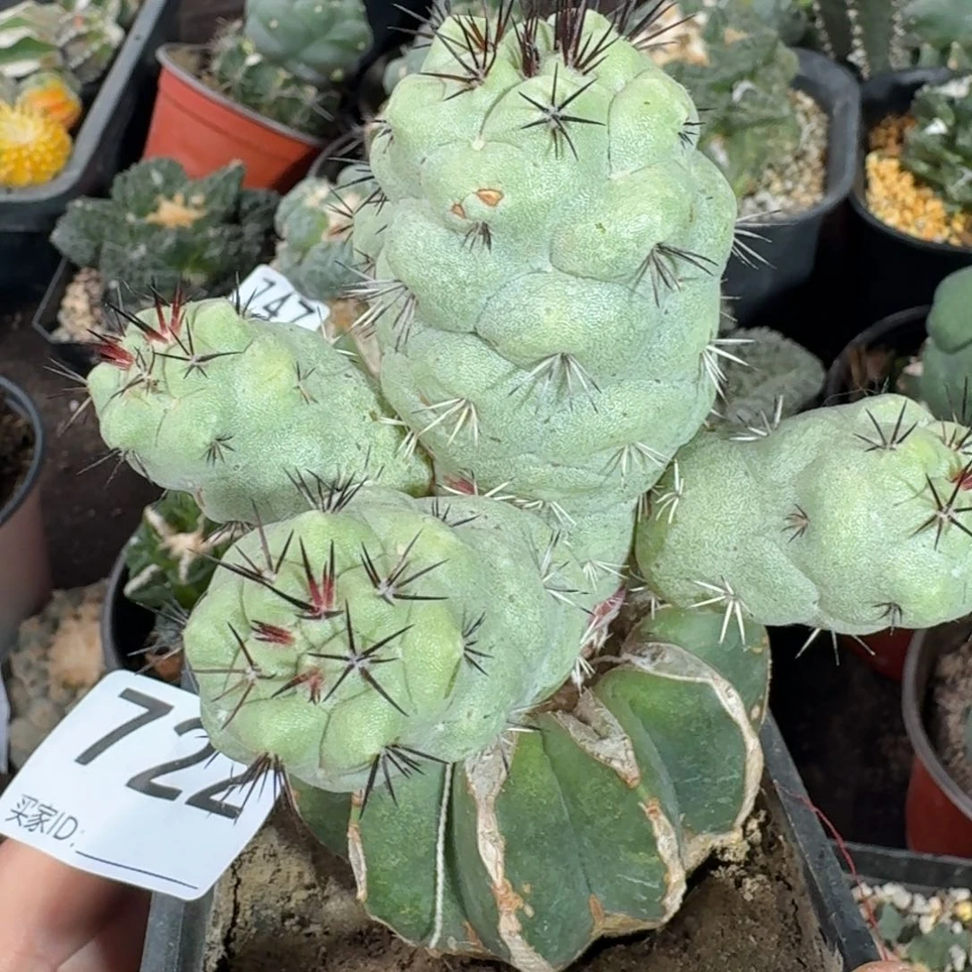 【闪购商品】苗接大型帝王丸722