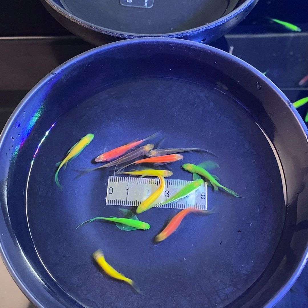 斑马鱼蝶翼斑马5色各2个➕2备损共12个