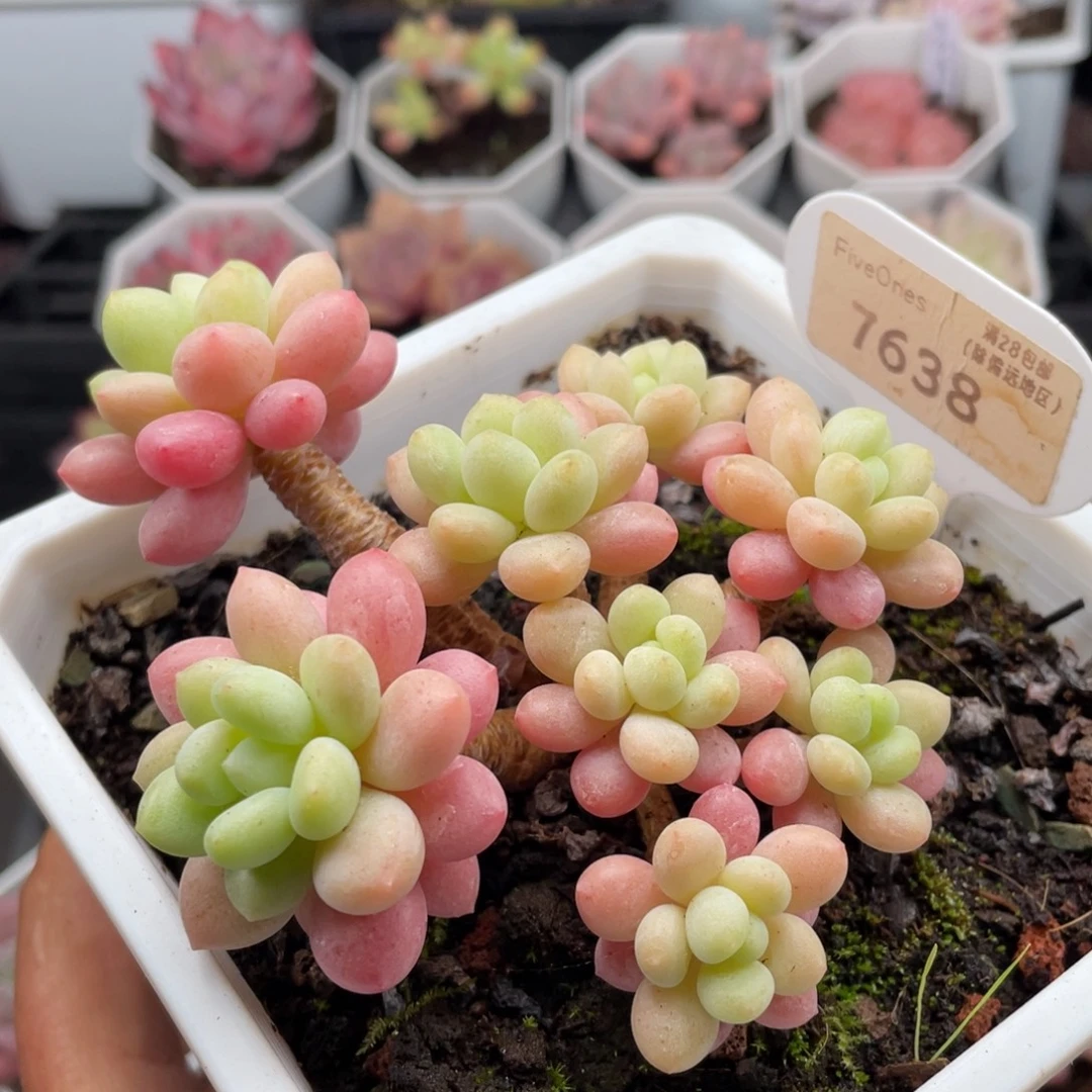 鱼子酱7638-9.5厘米