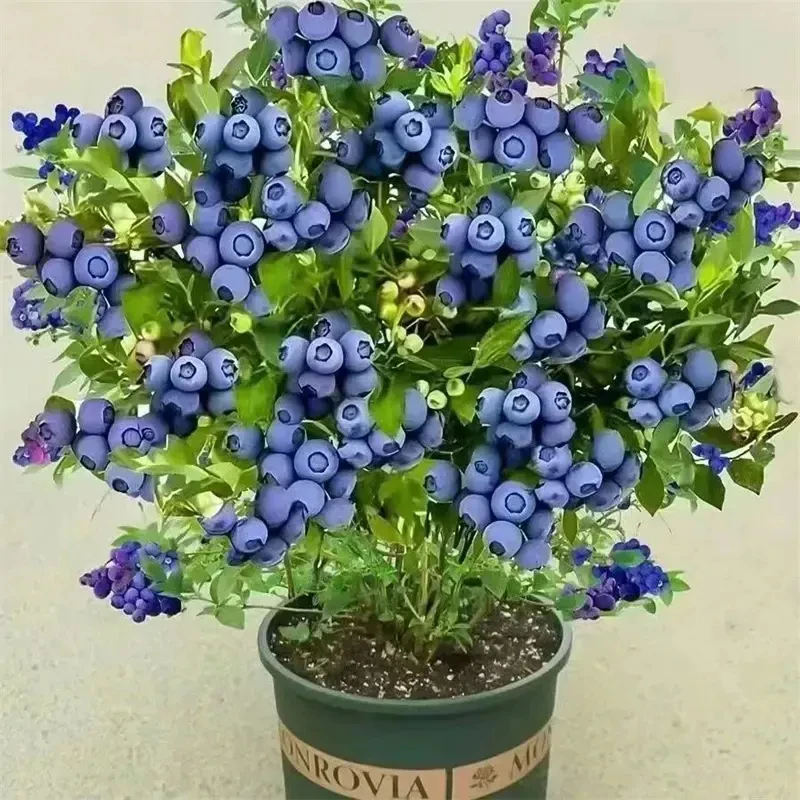 林哇蓝莓果苗大果蓝莓苗盆栽地栽南北方种植花香蓝莓苗当年结果