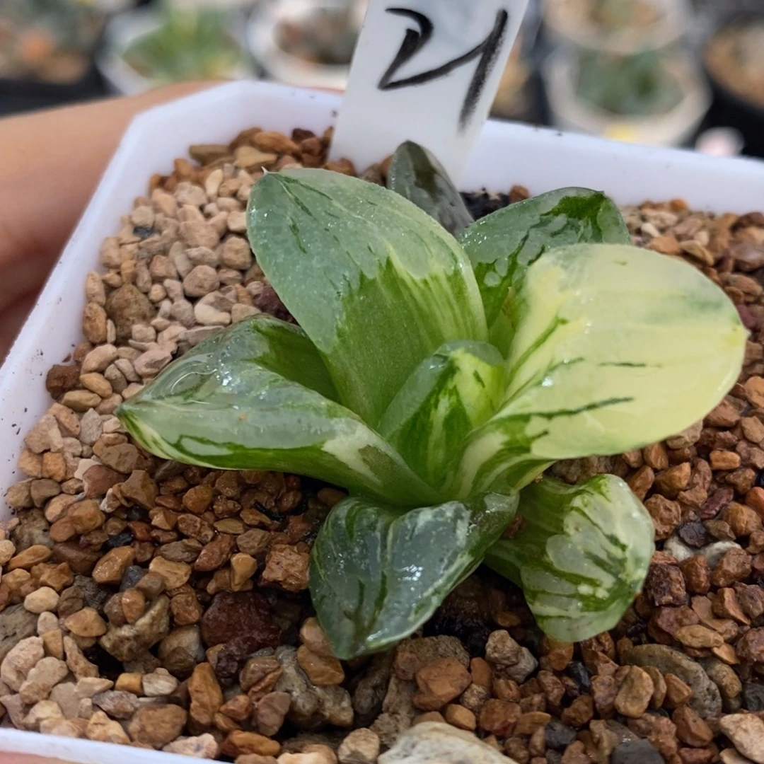 21号冰城锦多肉植物