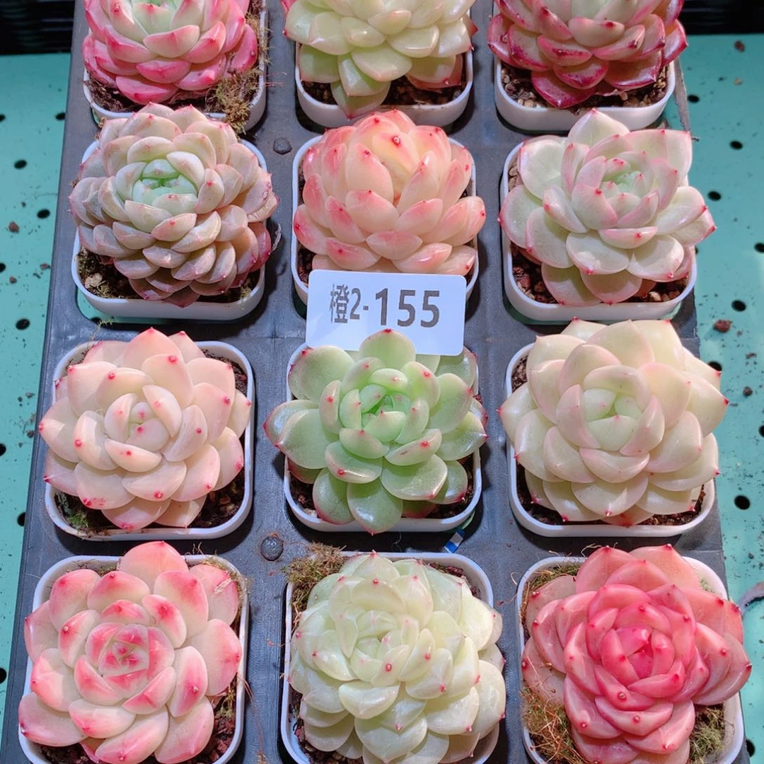 2-155一物一拍多肉带盆18颗