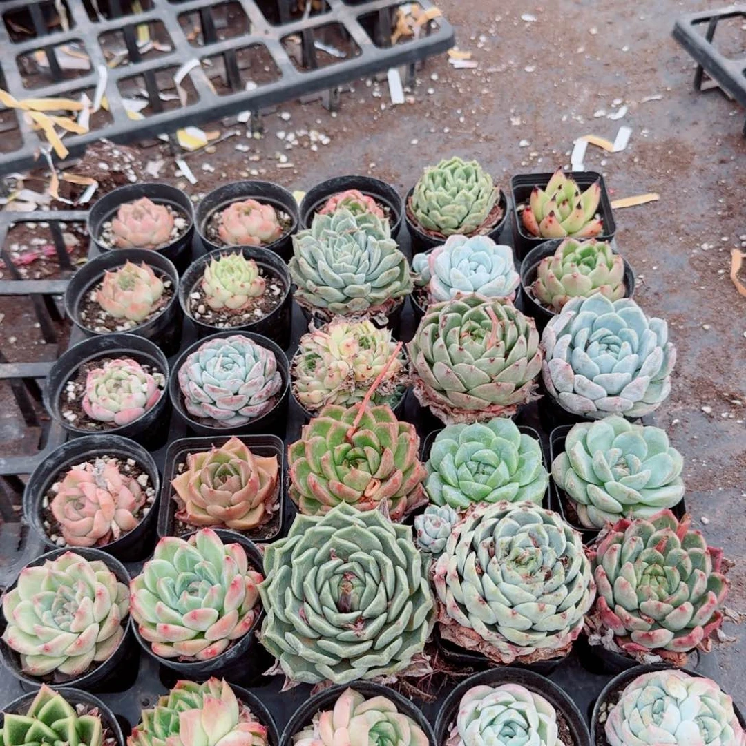 16-1多肉杂交糖心麦秆混三十颗量拍（大小不一慎拍）