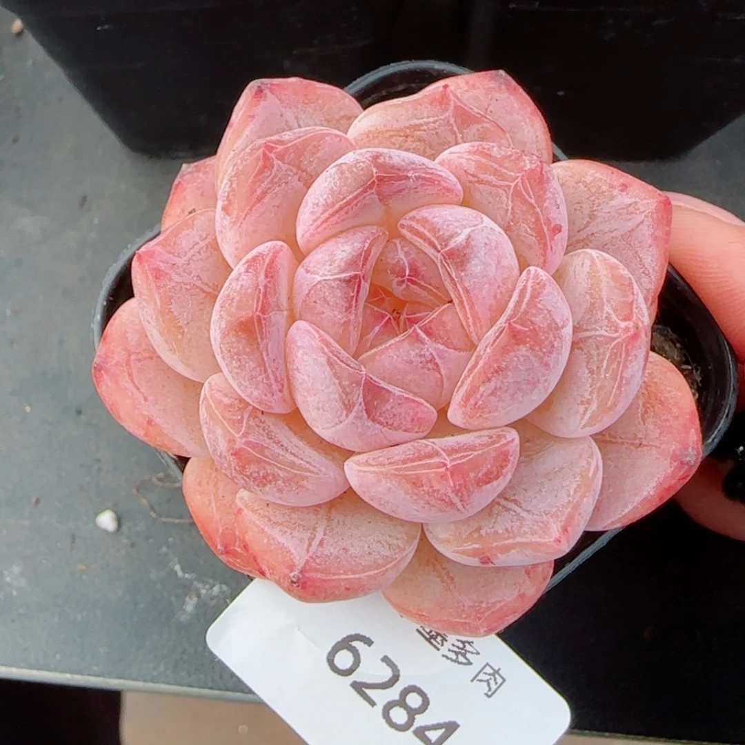 黛玉冰魄，6284多肉植物