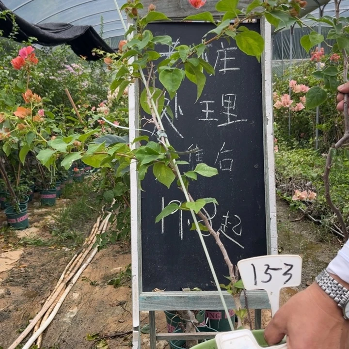 无花朵三角梅三角梅153