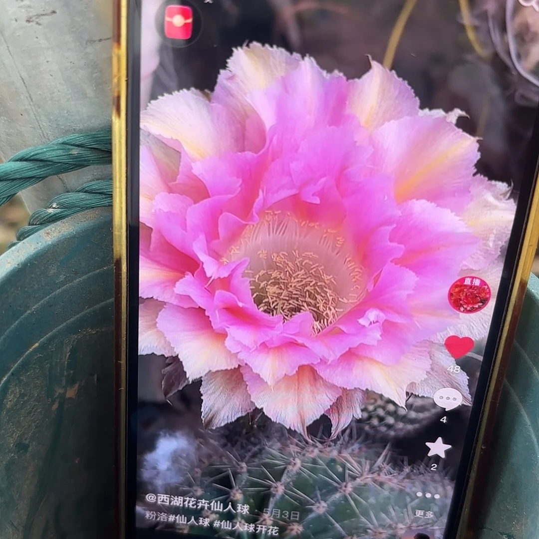 带根粉洛彩20包邮仙人球