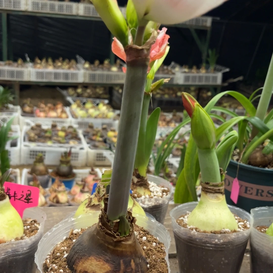 冯***晚帝卡之星朱顶红带盆发货
