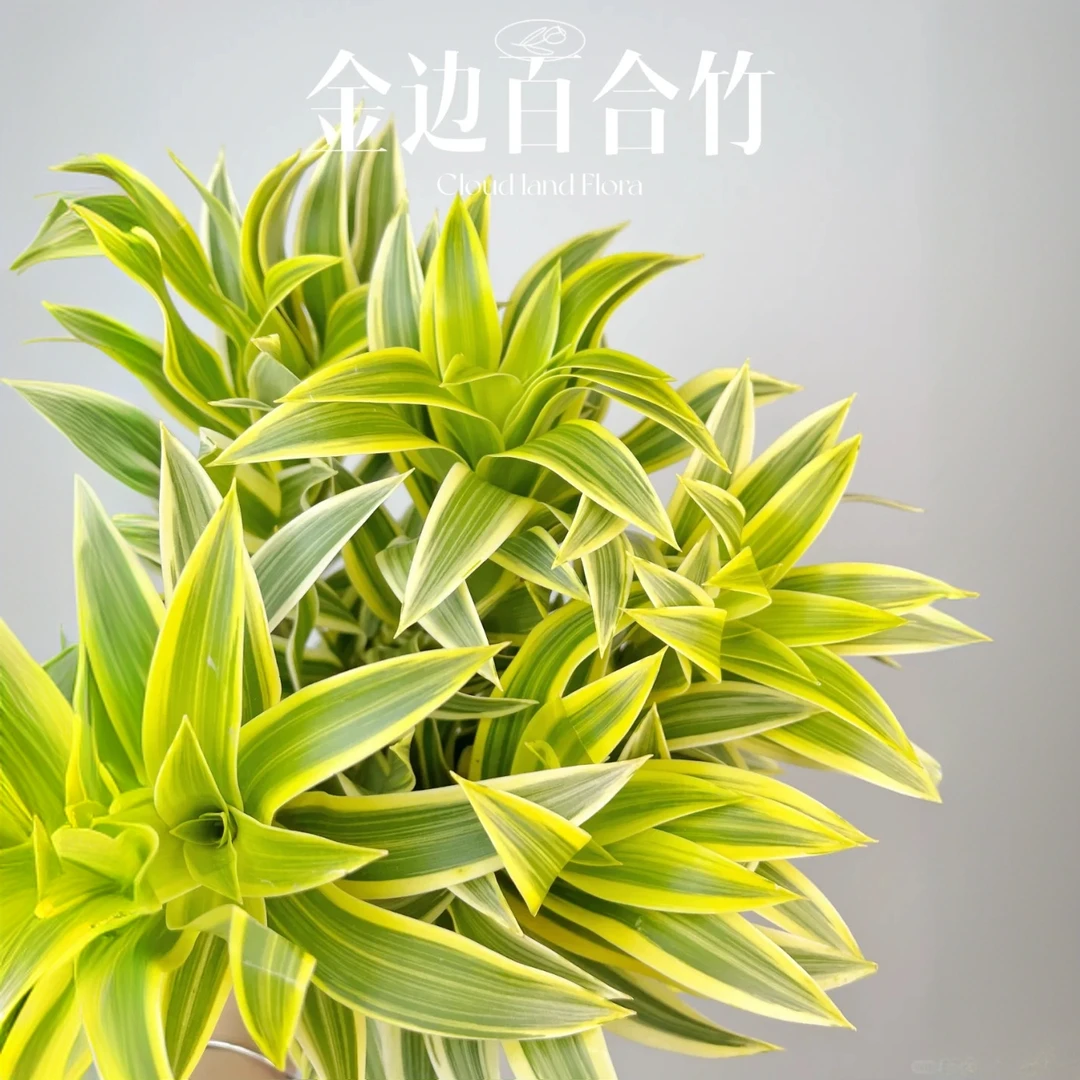 【金边百合竹】 稀有花材/叶片飘逸造型优雅/家居软装搭配鲜切花