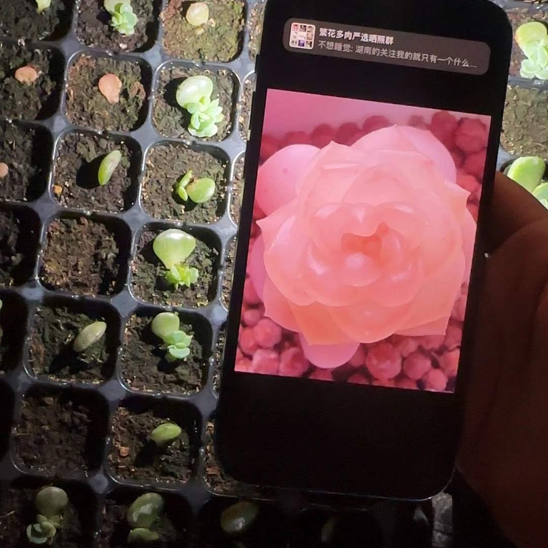 有理奶糖芝麻穴一个满25包邮