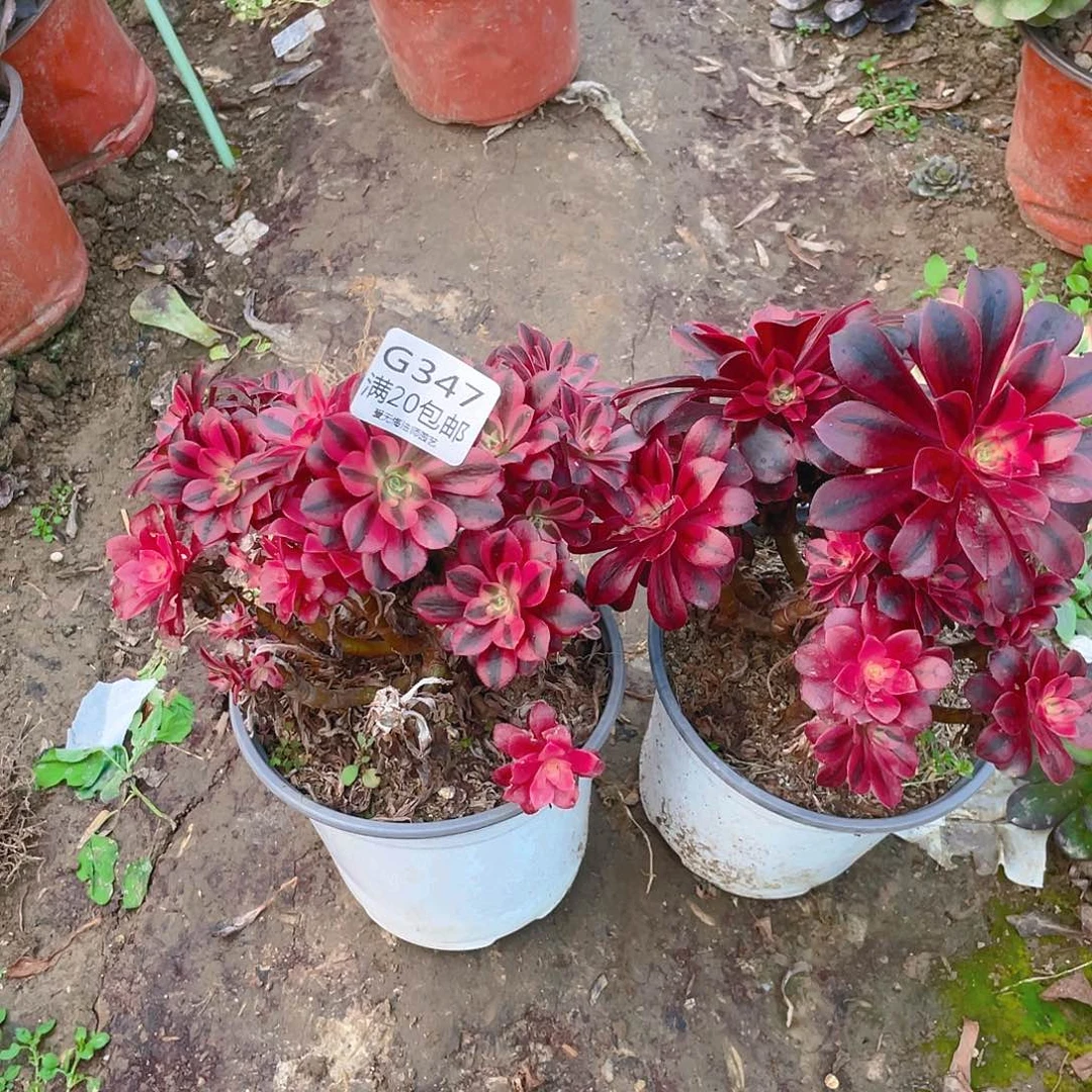 冰**荷347两颗美杜莎母本多肉小损不包