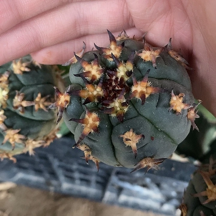 三角接黑刺短刺猫爪