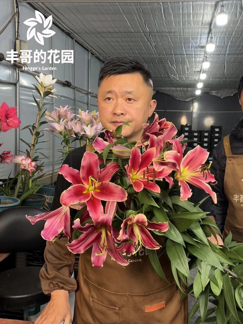进口百合花种球《持续的爱周长20/22cm》单瓣有香味多年生