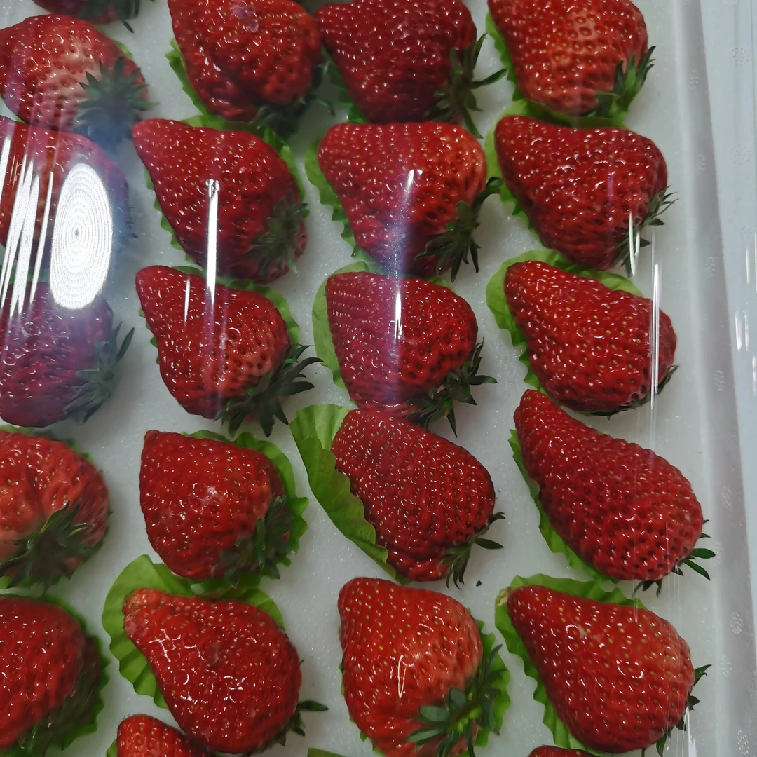丹东九九大板草莓大果约4.8斤99草莓中国大陆