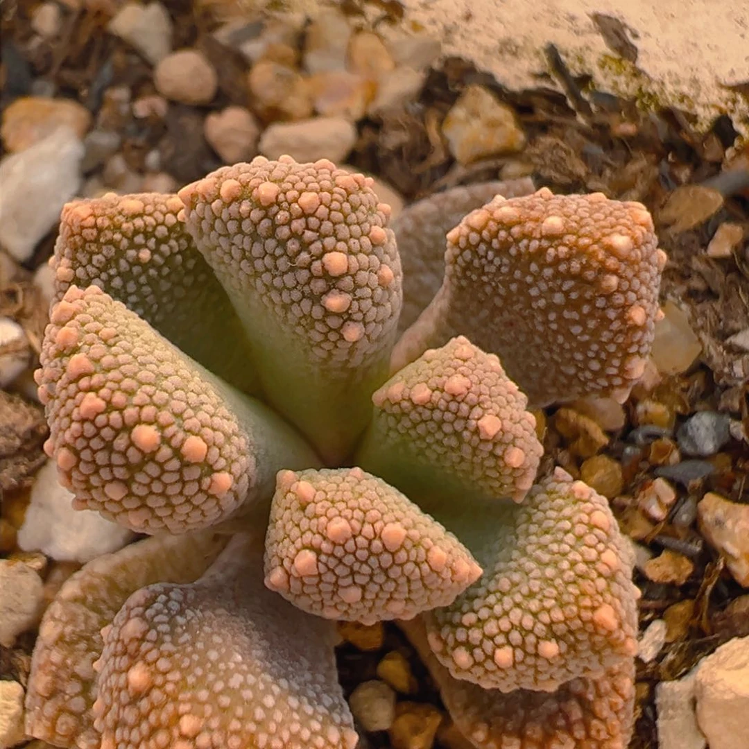 58多肉植物百科知识
