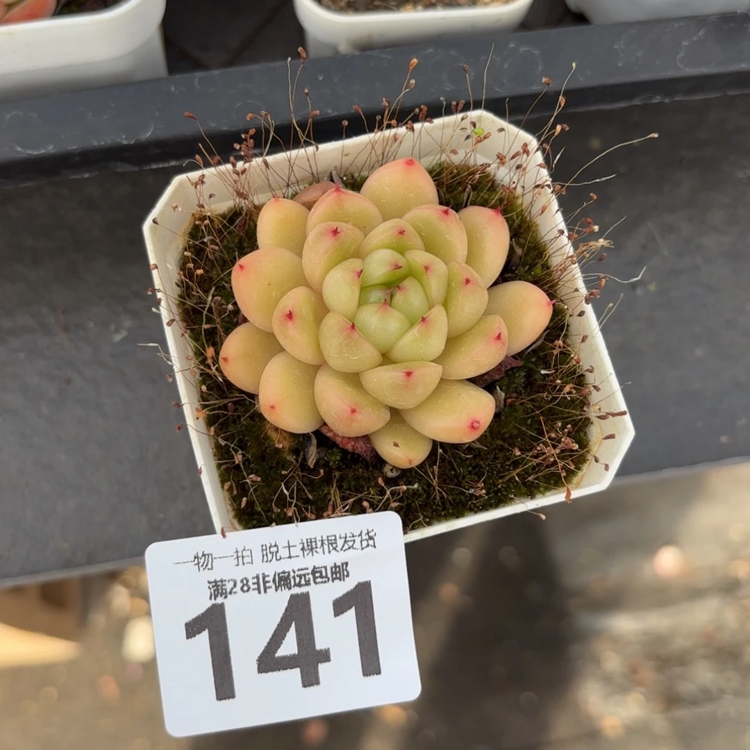 莱拉珍妮无盆土发货