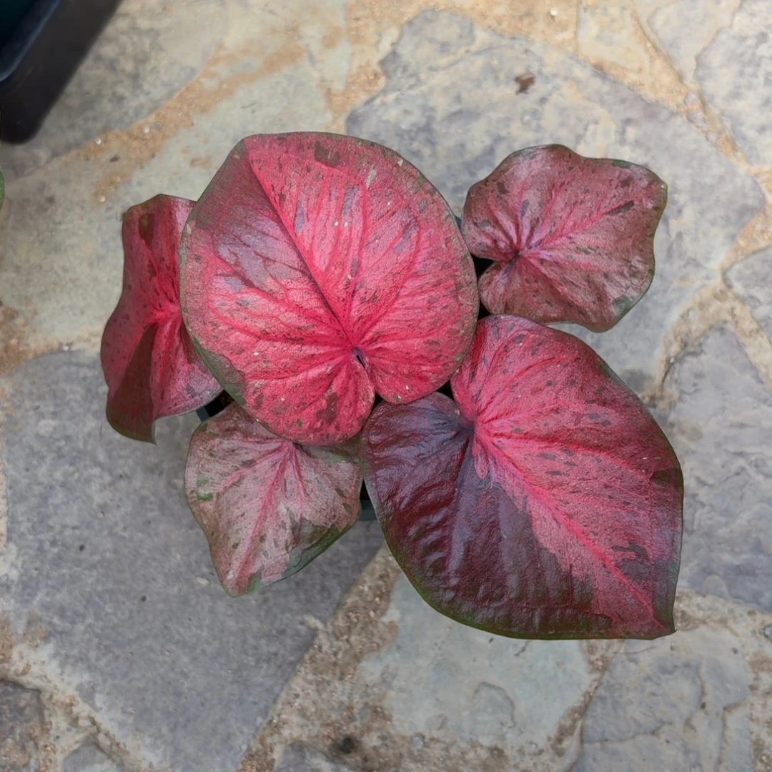 粉色毒药泰国彩叶芋89-0924