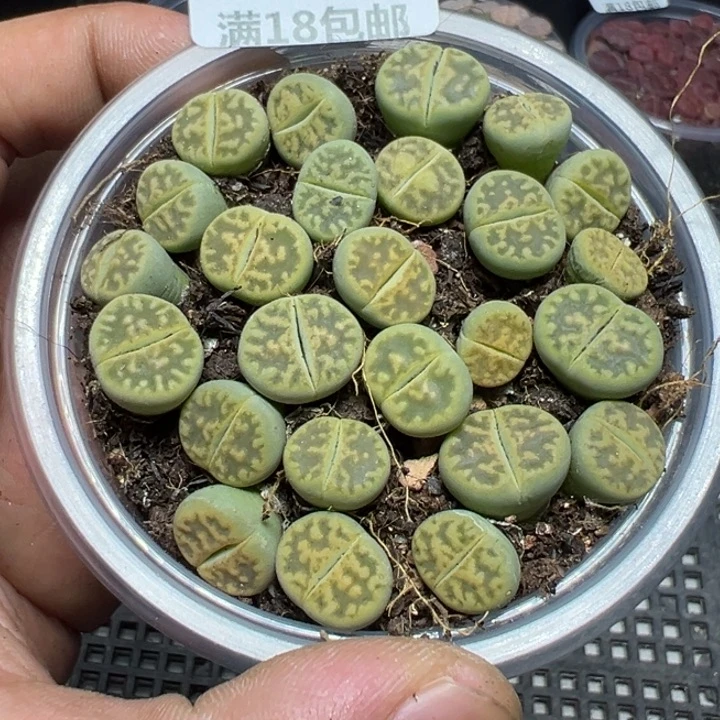 【闪购商品】 603。