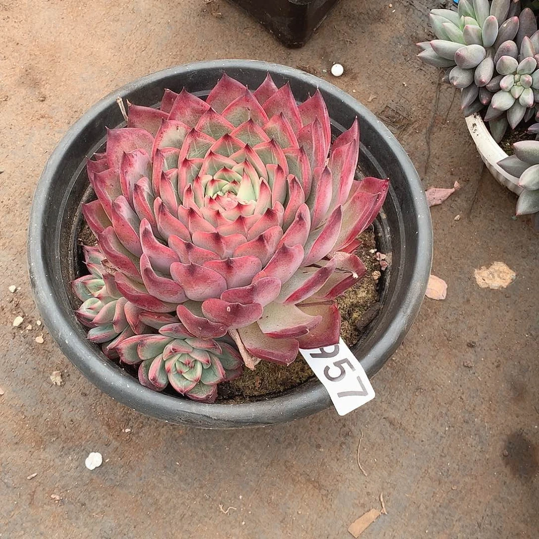 957篝火 一物一拍多肉