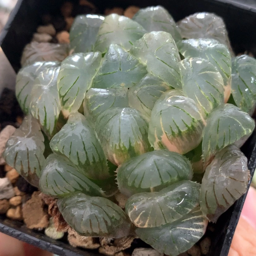 【闪购商品】637实生玉露
