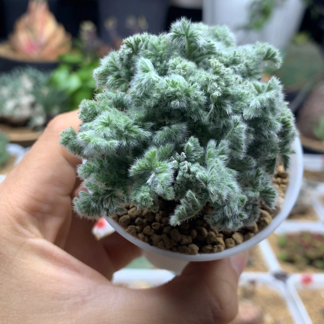 羽叶杨葵母本带盆290