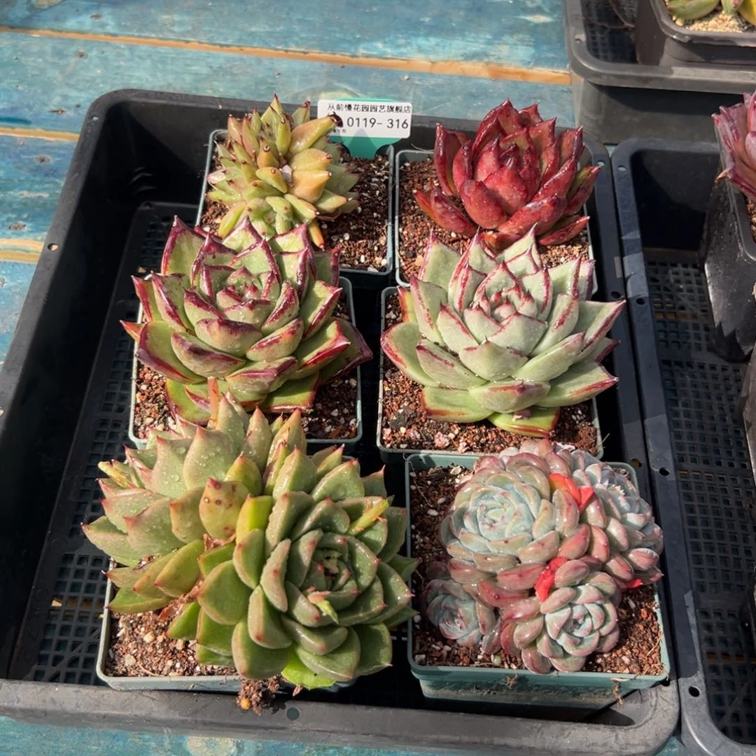 多肉精选编号0119.316