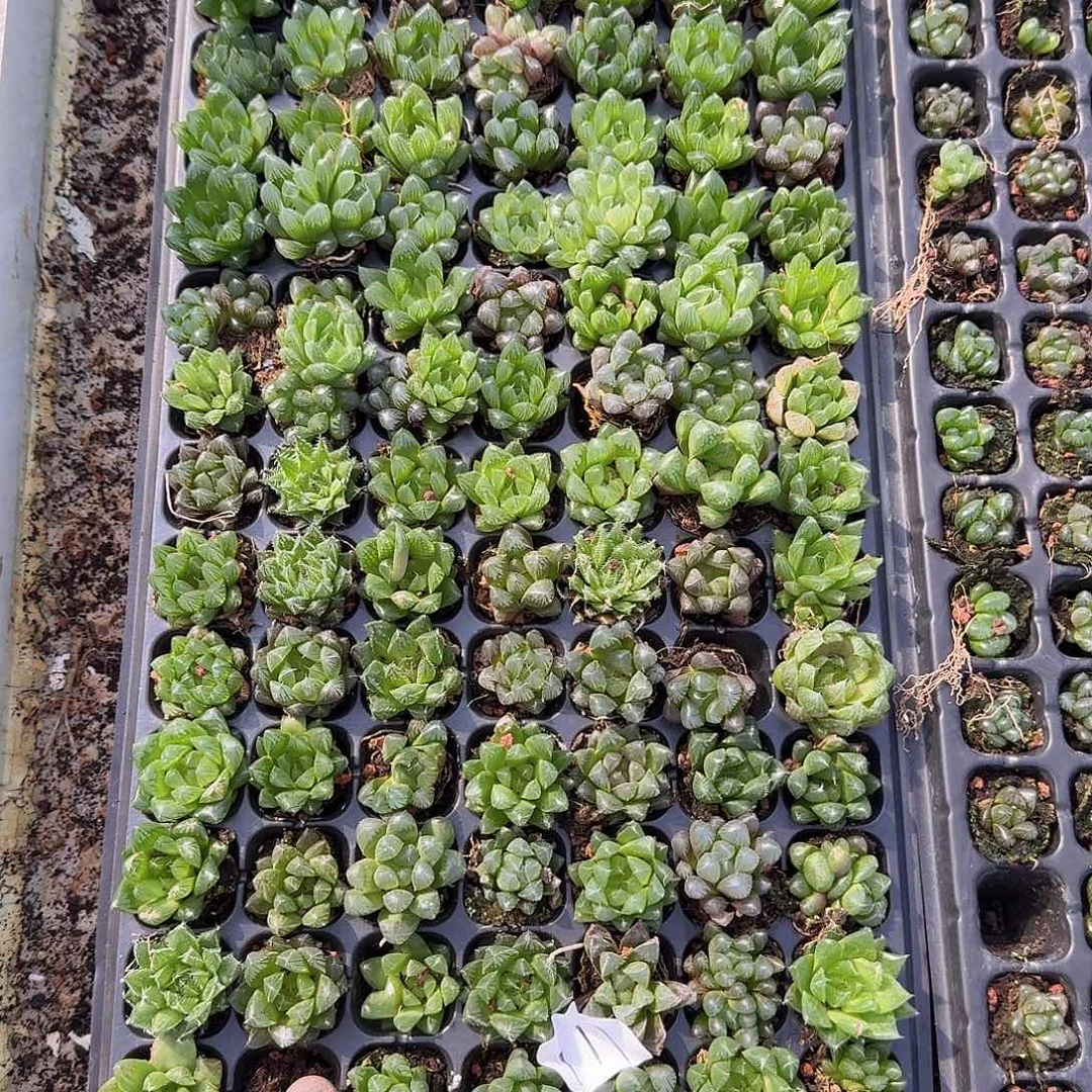 直播福利一物一拍111