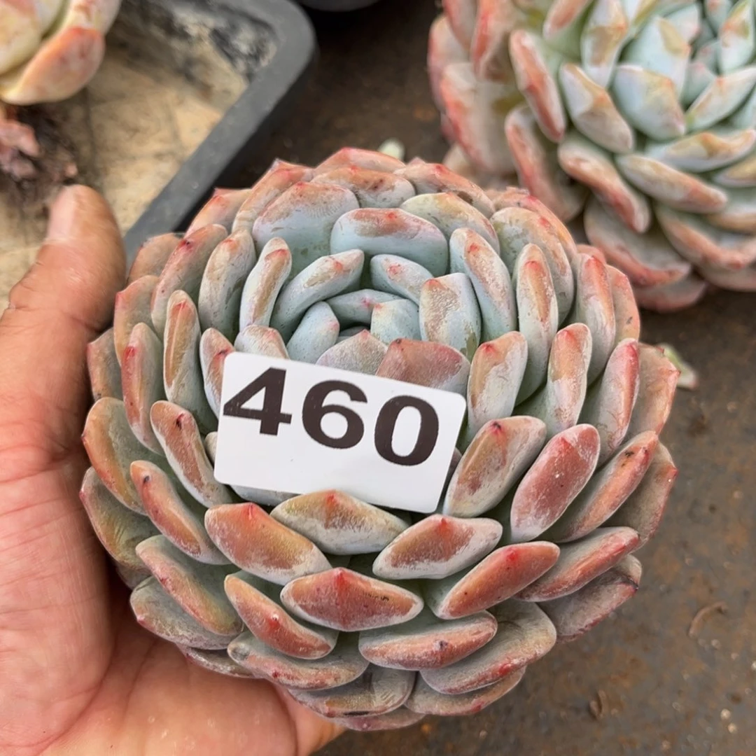460橙梦露橙梦露橙梦露