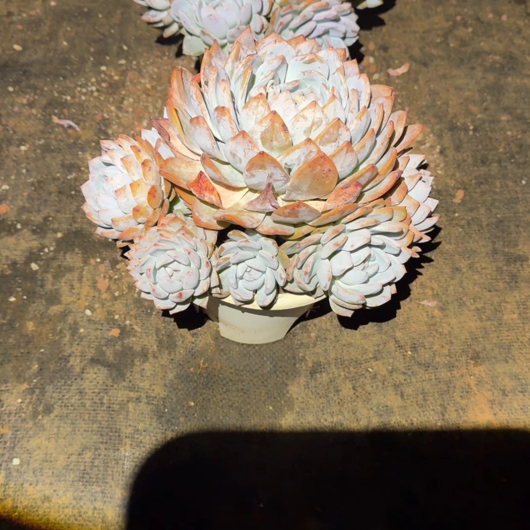 2号手捧橙梦路7号棚