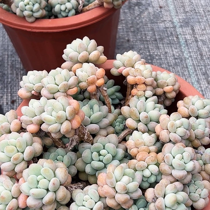 大盆     洛可可