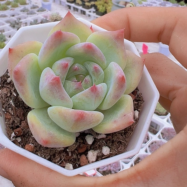 白蜡糖19包邮多肉植物
