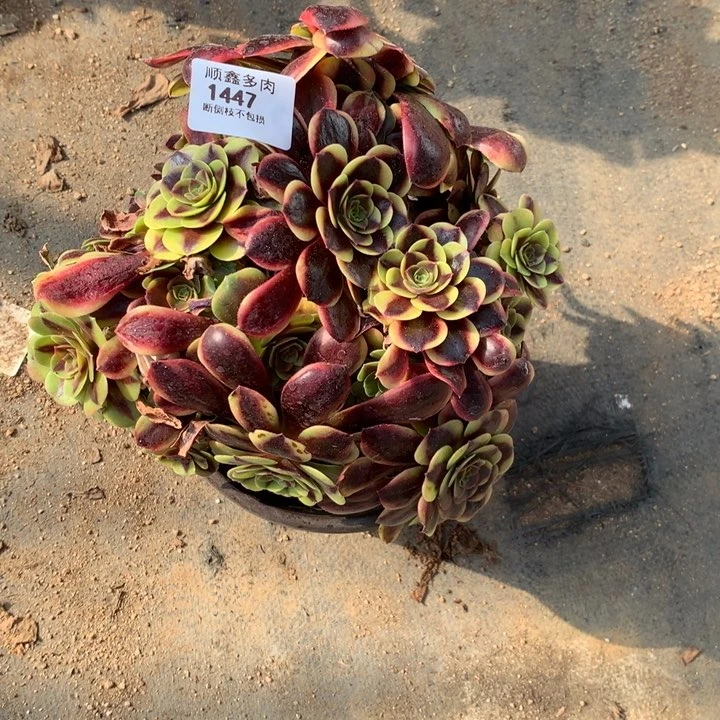 1447欧嘉莉多肉植物