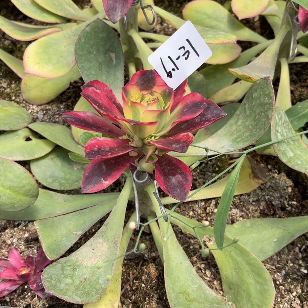 其**生6-1-31如意法师锦寄养