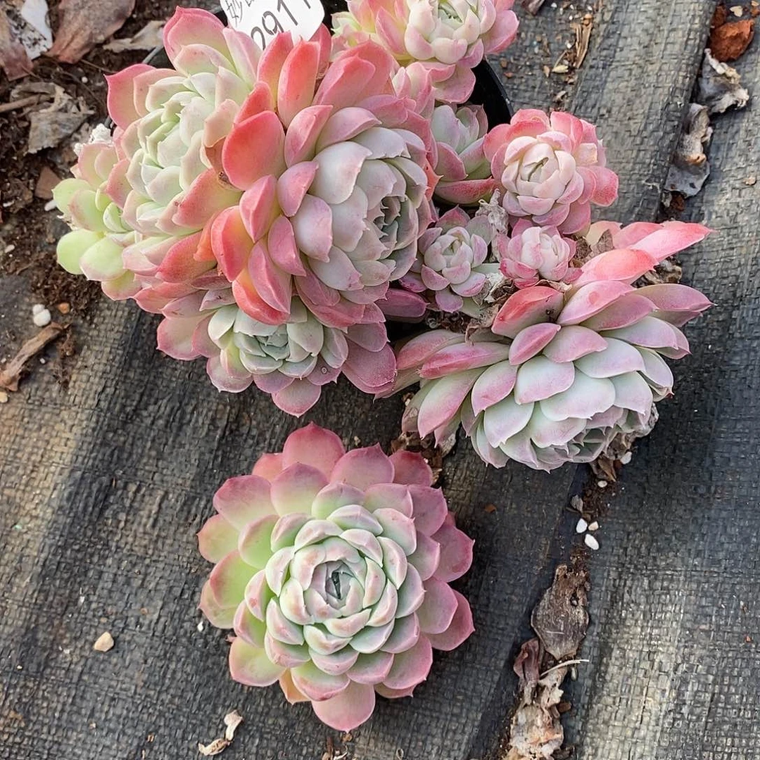 叶***D2911不售后～15厘米