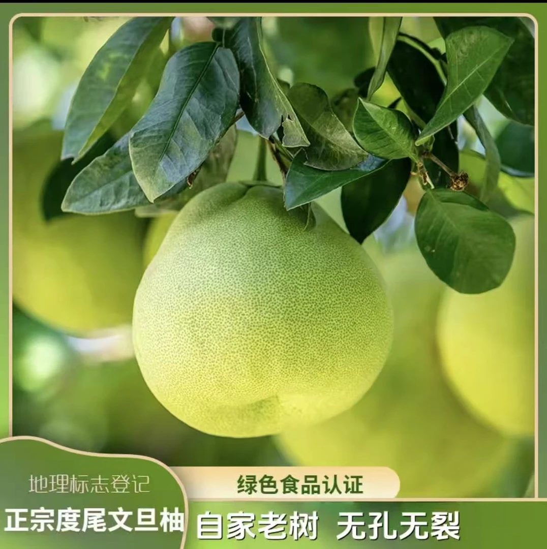 福建正宗度尾文旦柚新鲜现摘清甜多汁孕妇当季水果