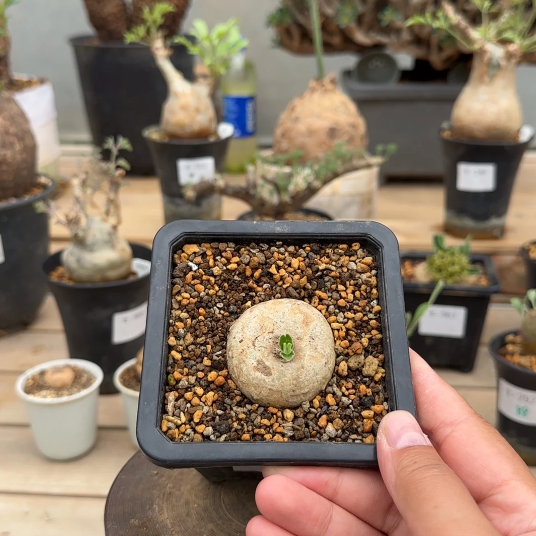 522黑球花罗摩块根植物